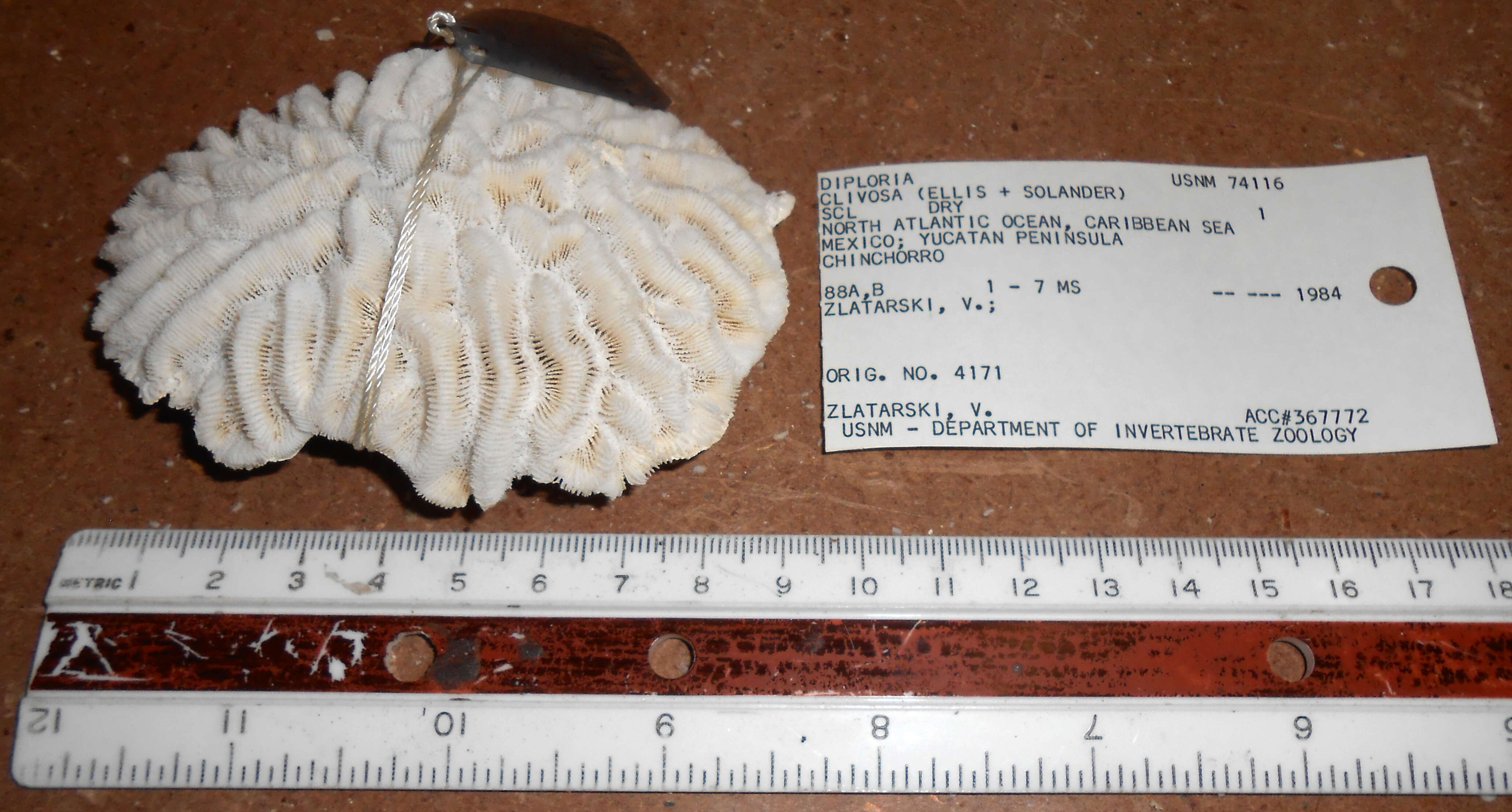 Image of Pseudodiploria Fukami, Budd & Knowlton 2012