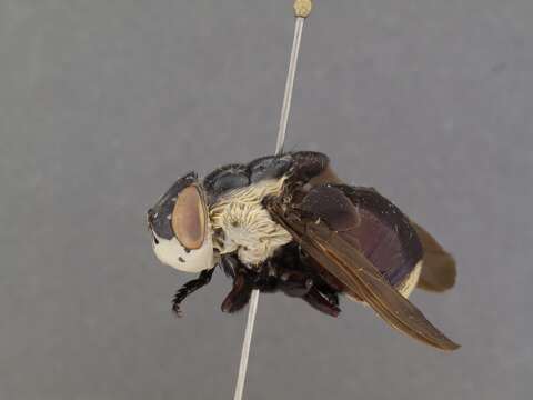 Image of Mouse Bot Fly