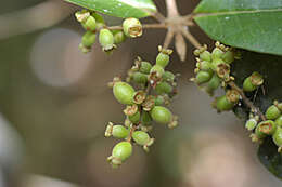 Myrcia splendens (Sw.) DC.的圖片