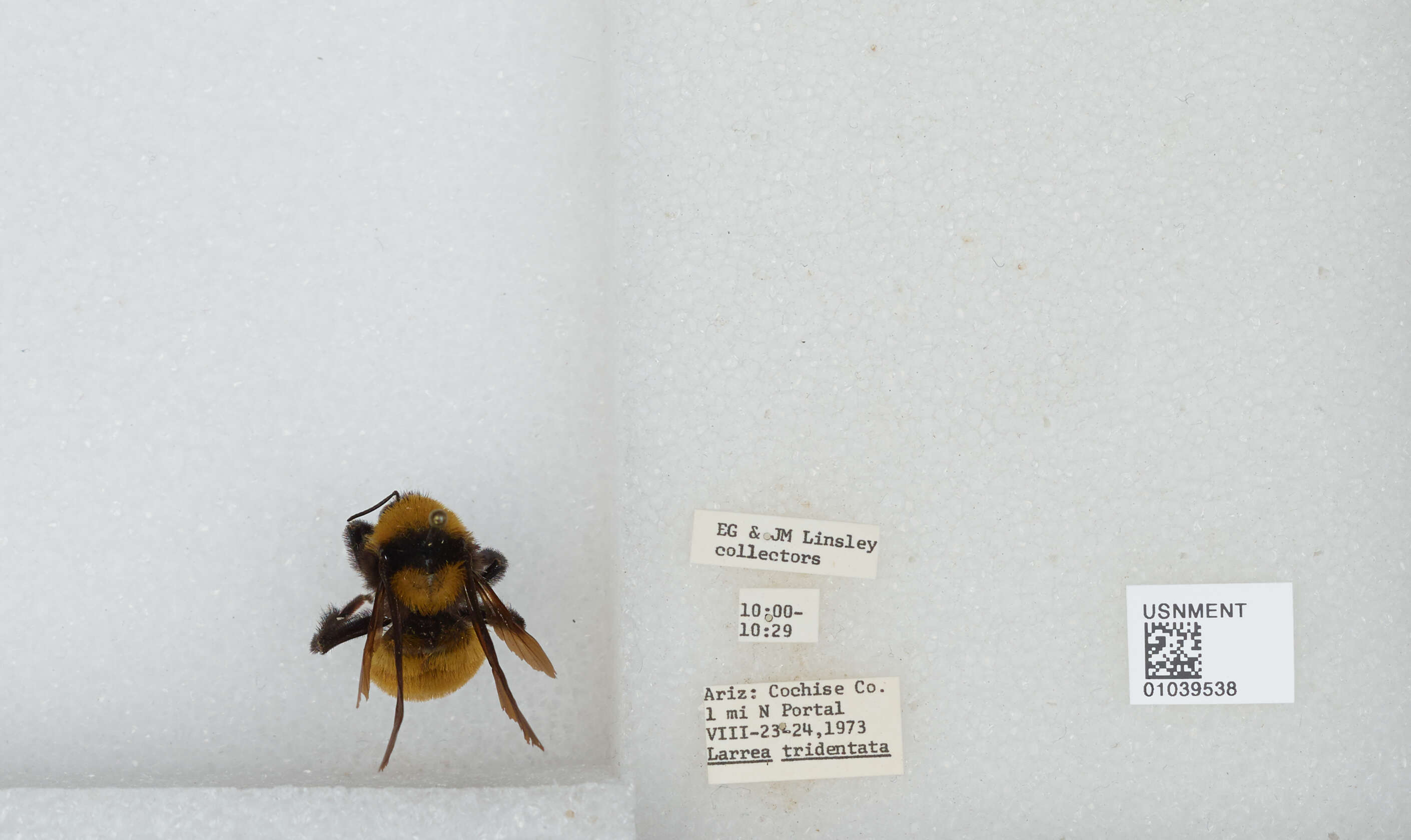 Image of Sonoran Bumble Bee