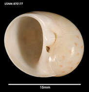 Image of New Zealand moonsnail