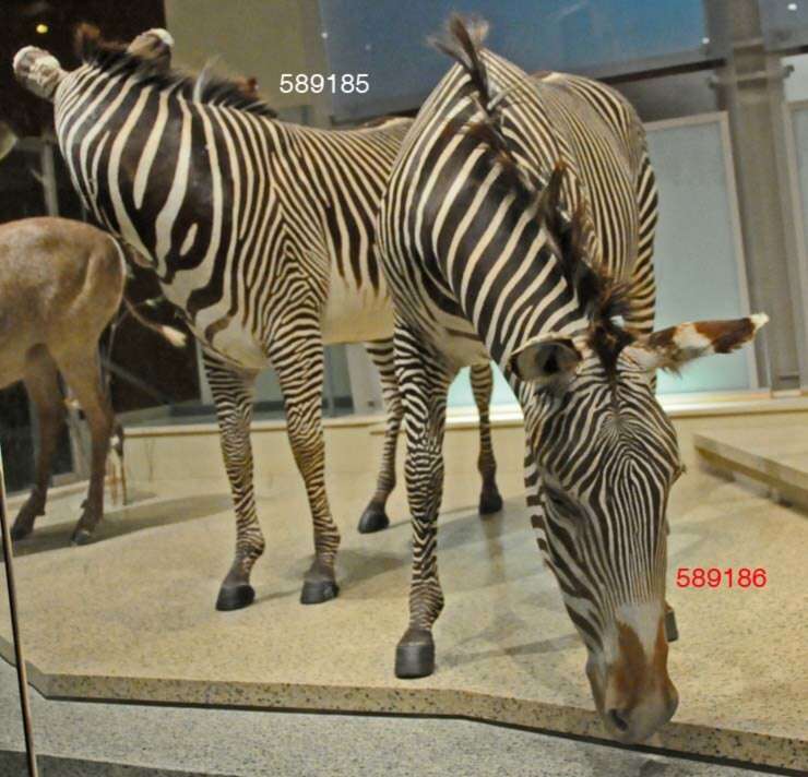 Image of Grevy's Zebra