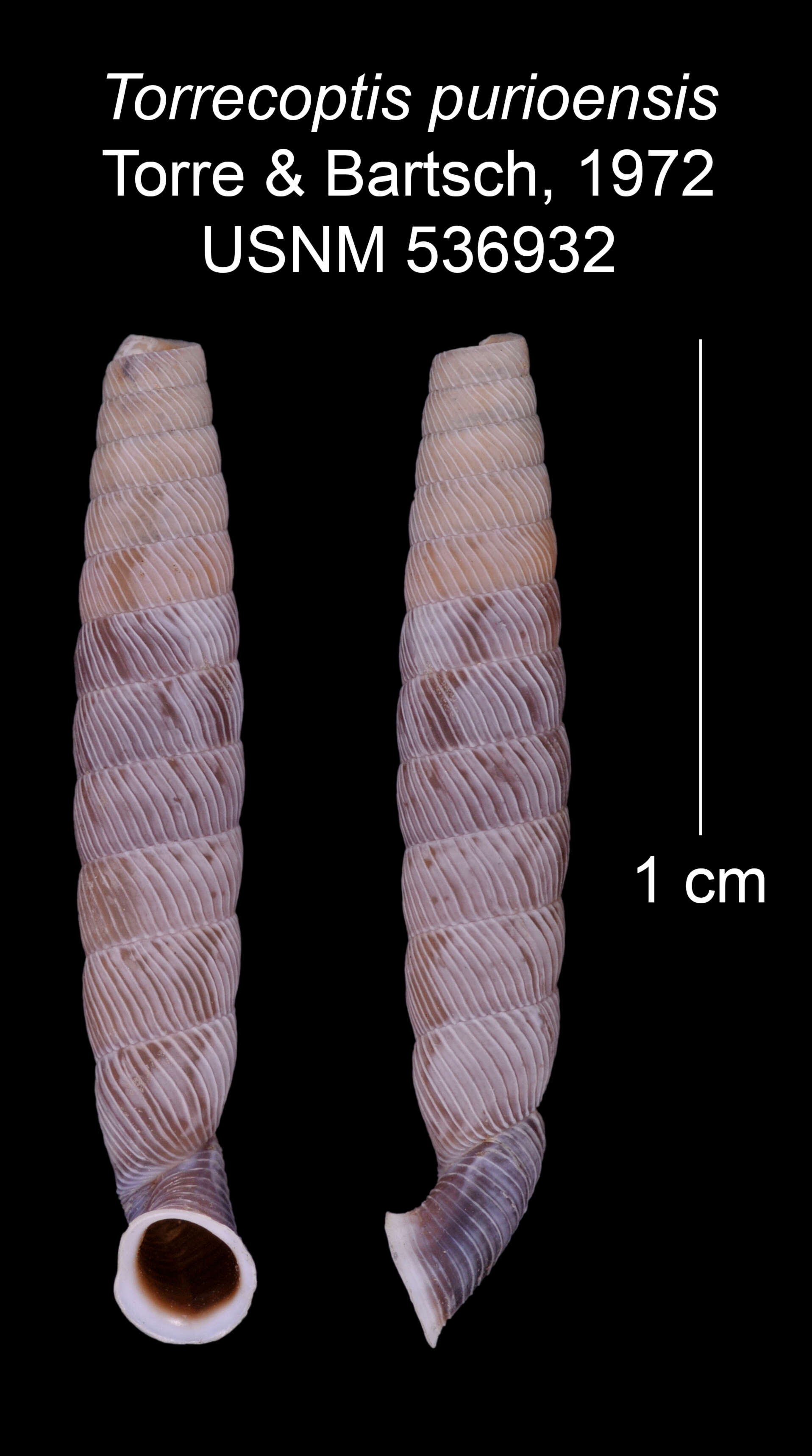 Imagem de Torrecoptis purioensis C. de la Torre & Bartsch 1972