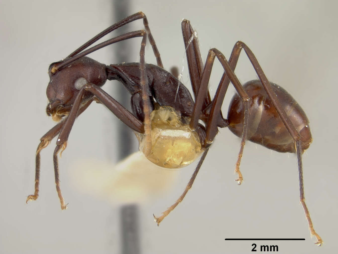 Image of Dendromyrmex apicalis filiae Mann 1943