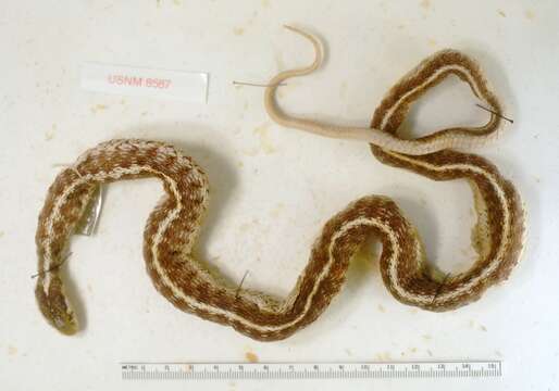 Image of Terrestrial (Wandering) Garter Snake