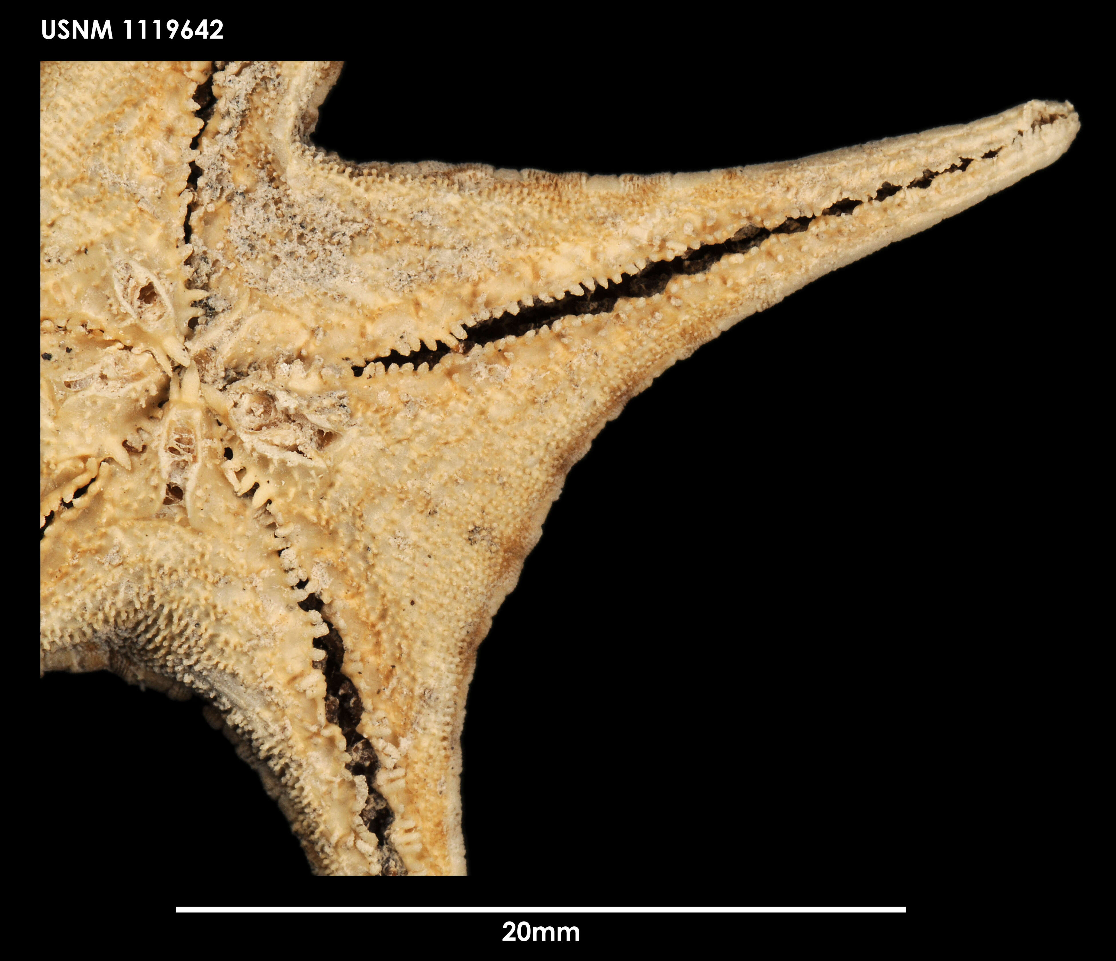 Image of Hippasteria lepidonotus (Fisher 1905)