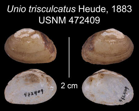 Imagem de Acuticosta trisulcata (Heude 1883)