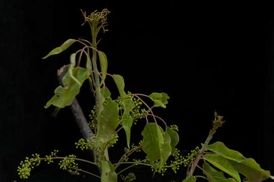 Image de Bursera ovalifolia (Schltdl.) Engl.