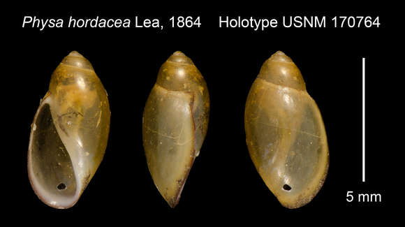 Physa hordacea I. Lea 1864 resmi