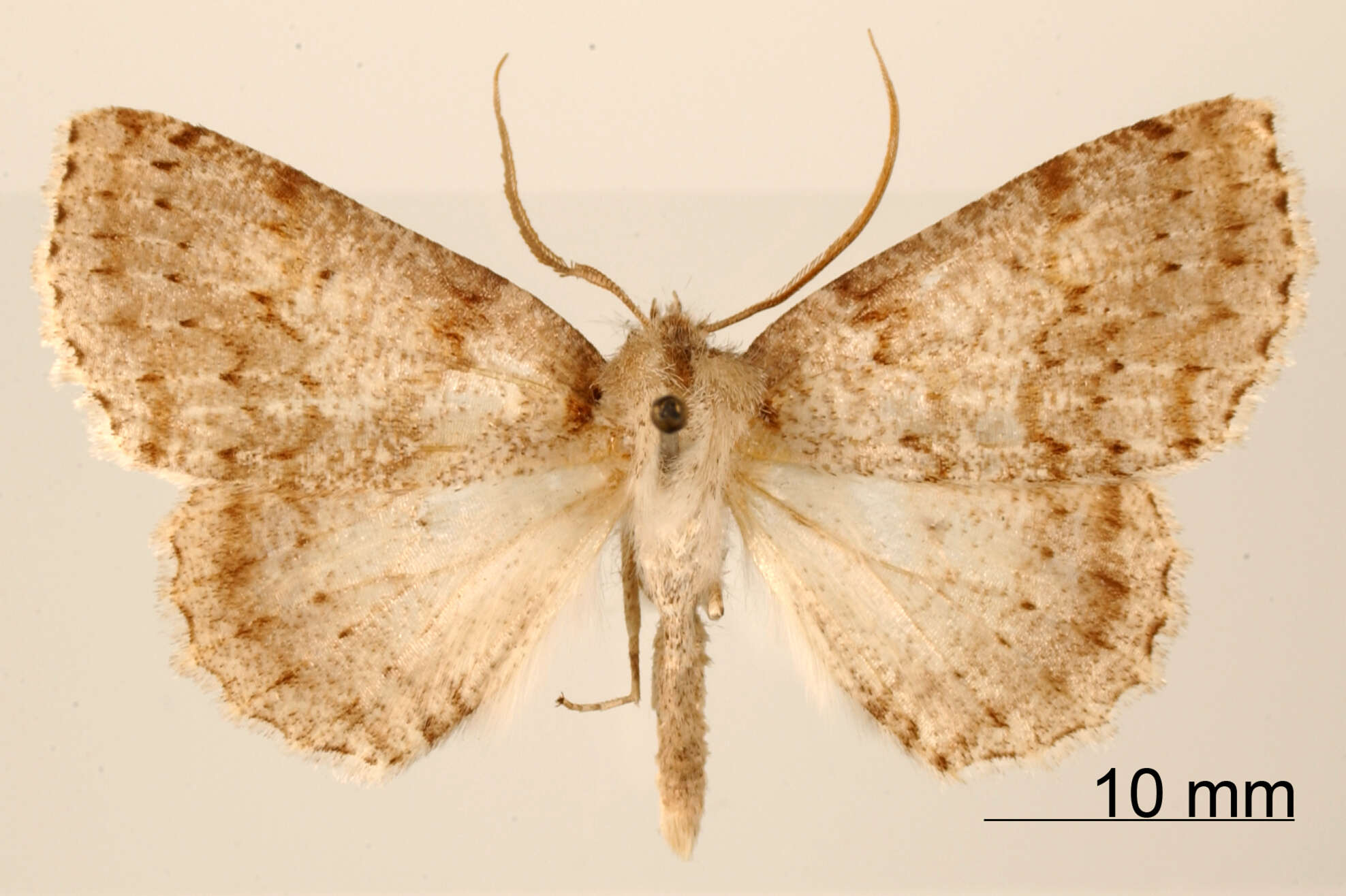 Image of Brachyctenistis subnigra Dognin 1913