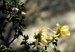 Image of creosote bush