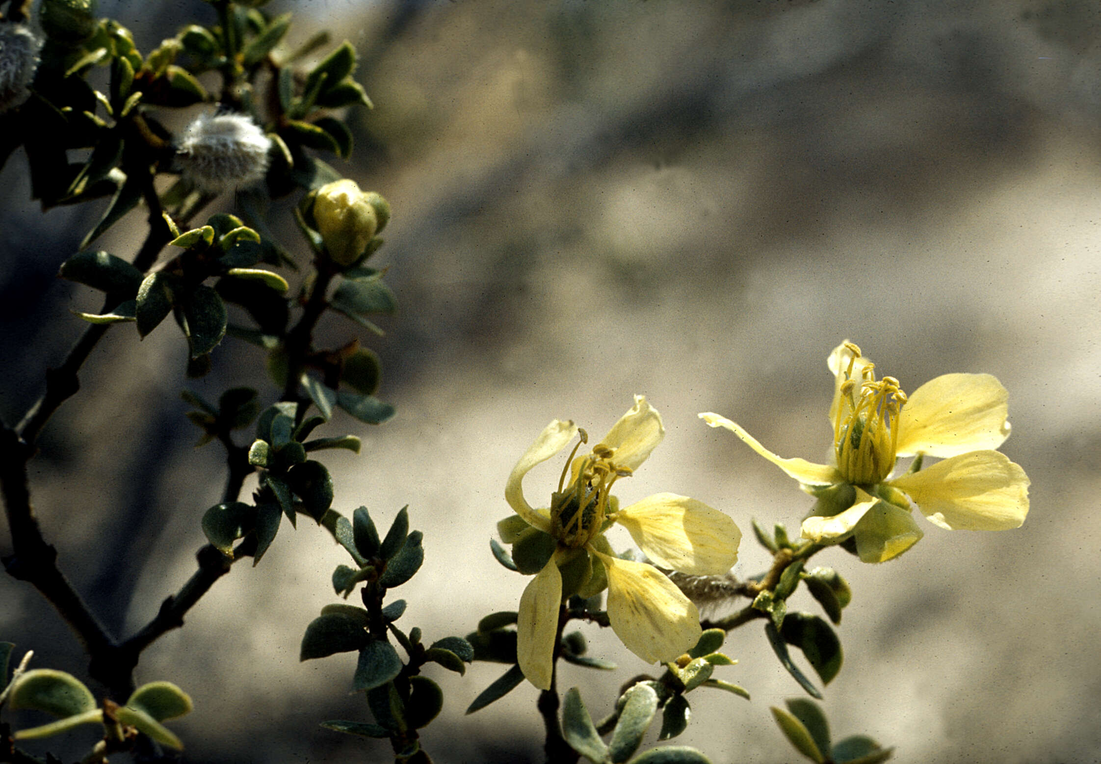 Image of creosote bush