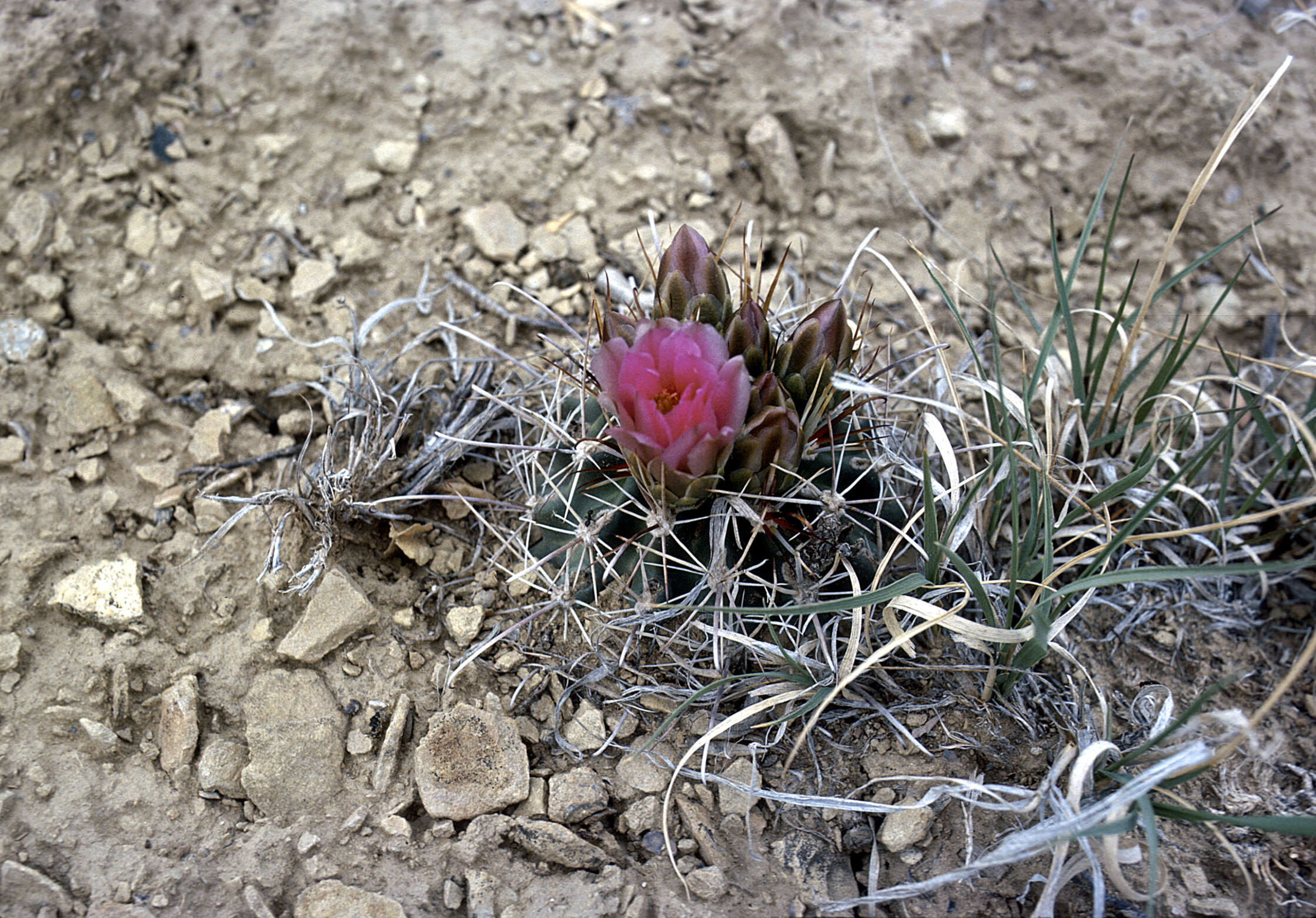 Image of smallflower fishhook cactus