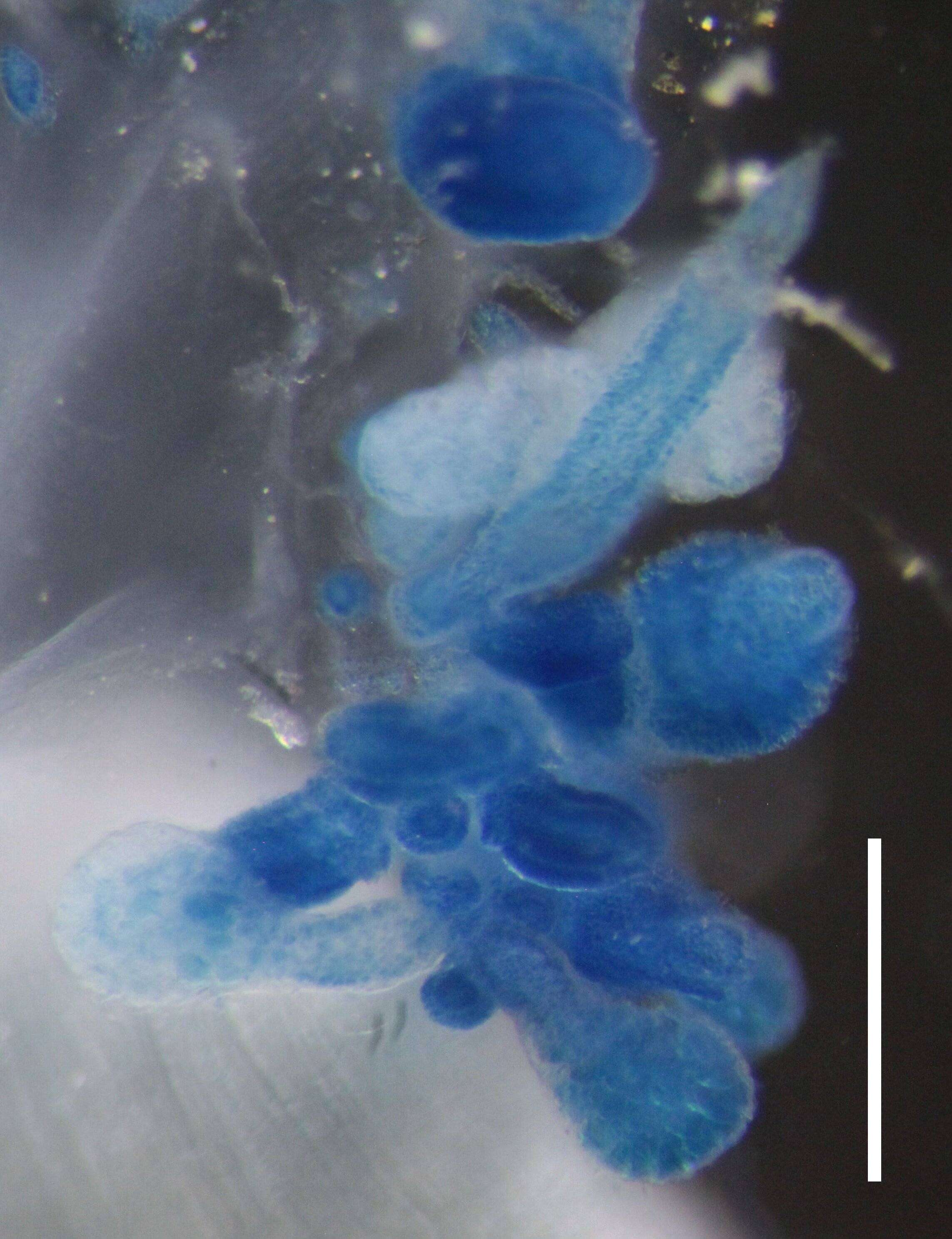 Image of Halistemma transliratum Pugh & Youngbluth 1988