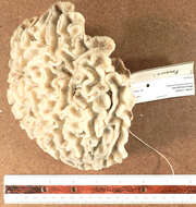 Image of Rose Coral