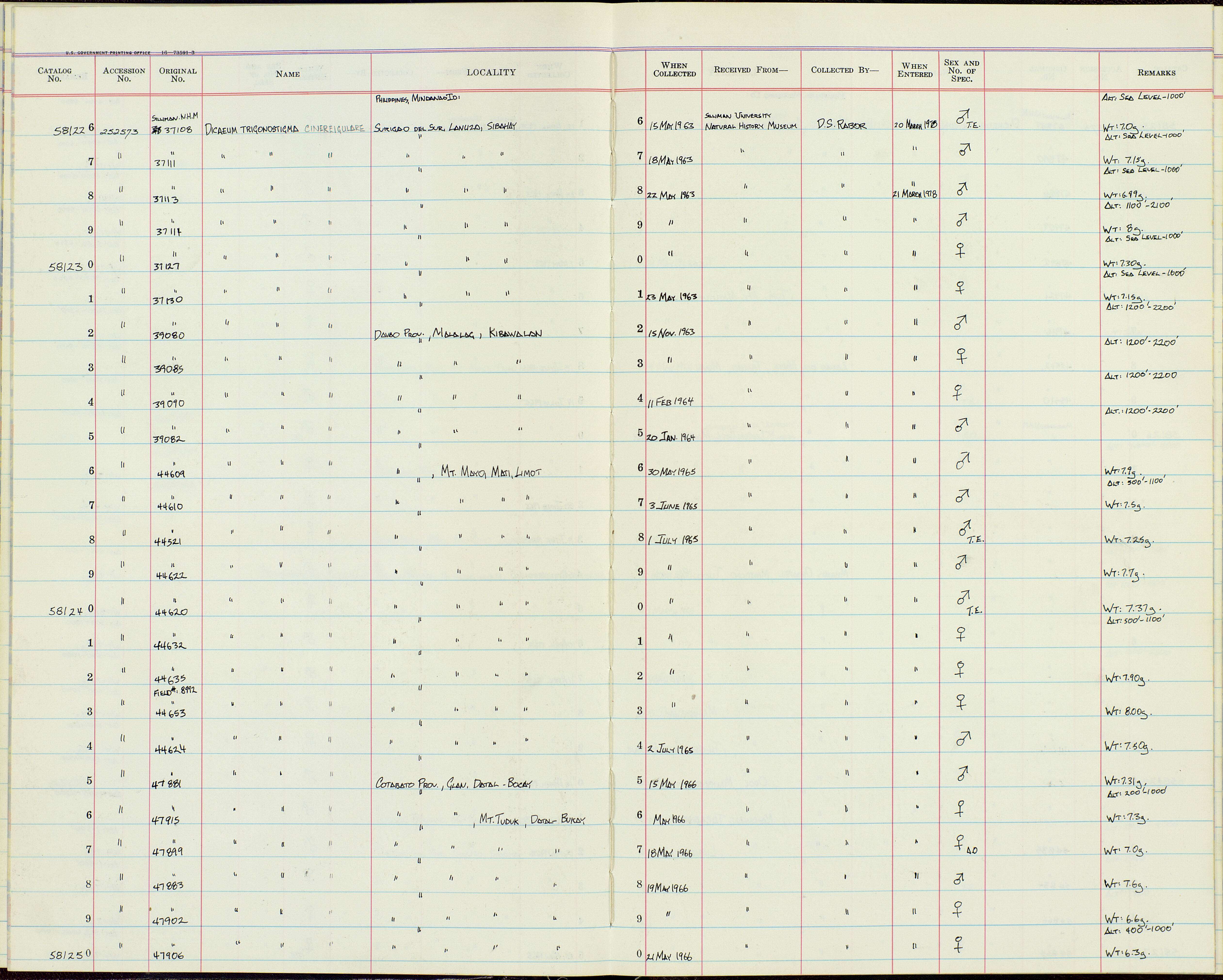 Imagem de Dicaeum trigonostigma cinereigulare Tweeddale 1878