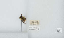 Image of Frigid Bumble Bee