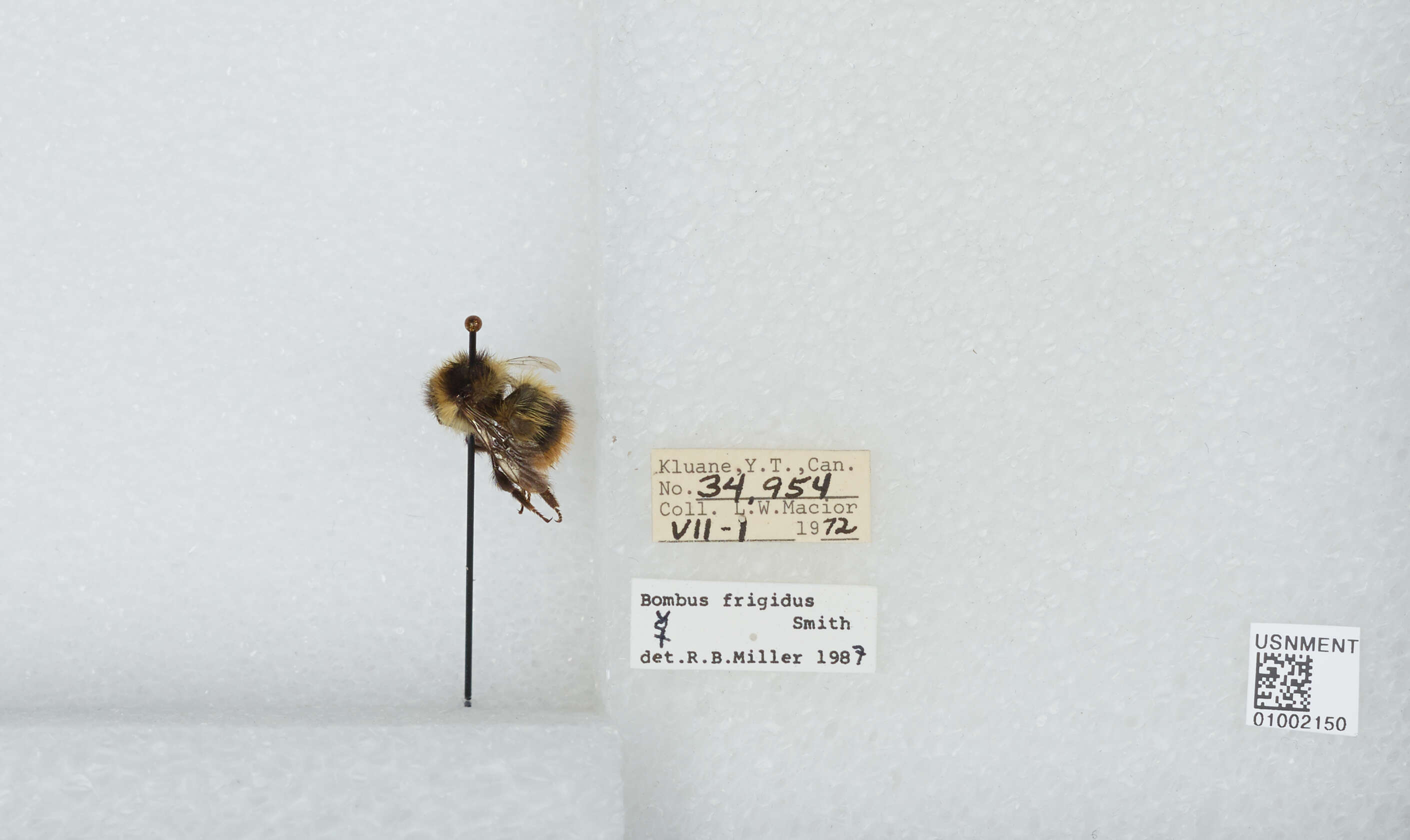 Image of Frigid Bumble Bee