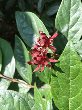 Image of eastern sweetshrub