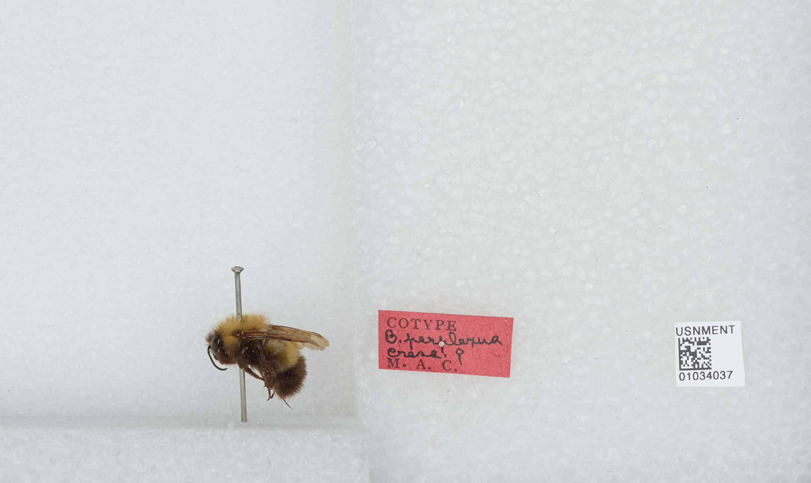 Image of Confusing Bumblebee