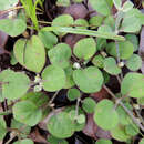 Image of West Indian joyweed