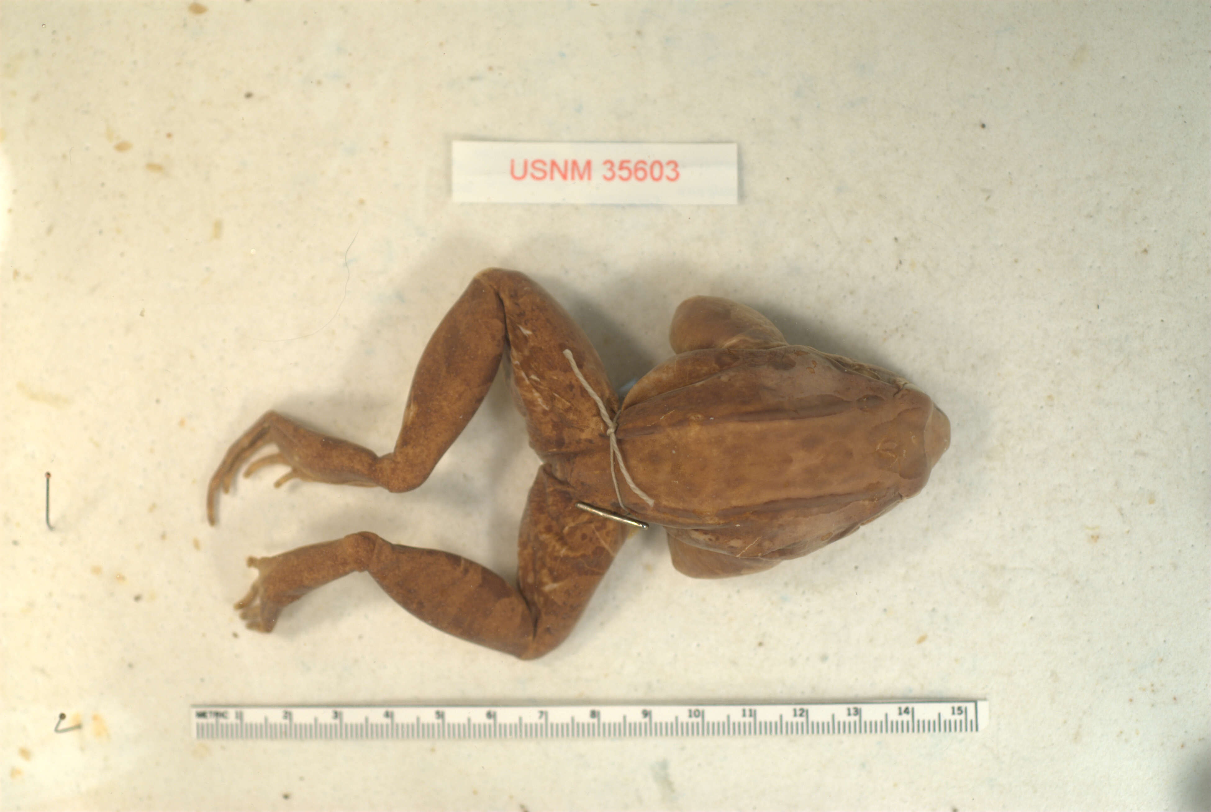 Image of Bolivian White-lipped Frog