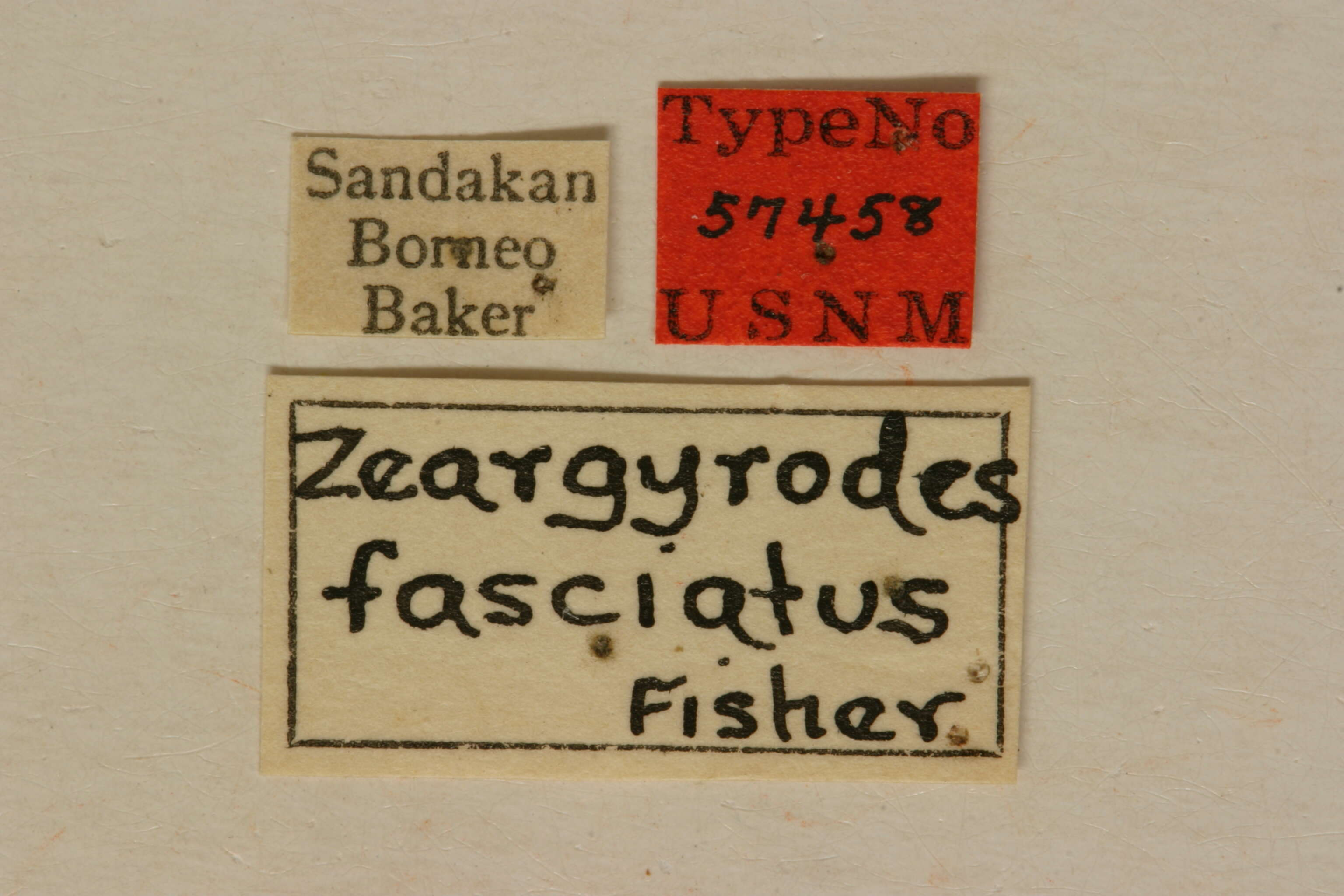 Zeargyrodes fasciatus Fisher 1925 resmi