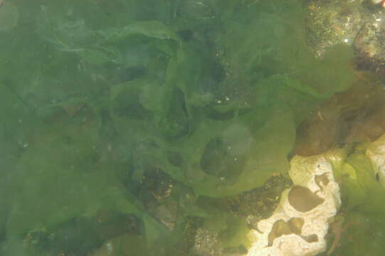 Image of Sea lettuce