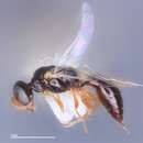 Image of Spilomena menkei R. Bohart ex Bohart & N. Smith 1995