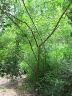 Image of Chinese chastetree