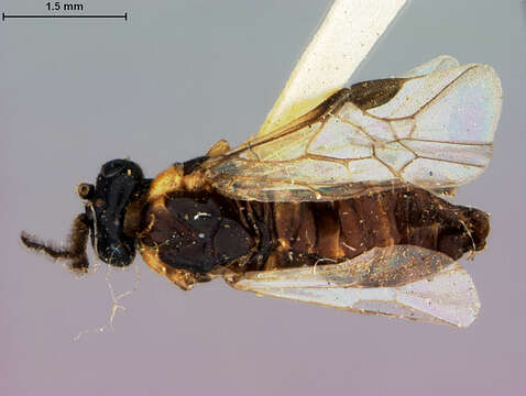 Image of Schizocerus