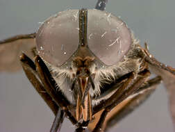 صورة Tabanus attenuatus Walker 1848