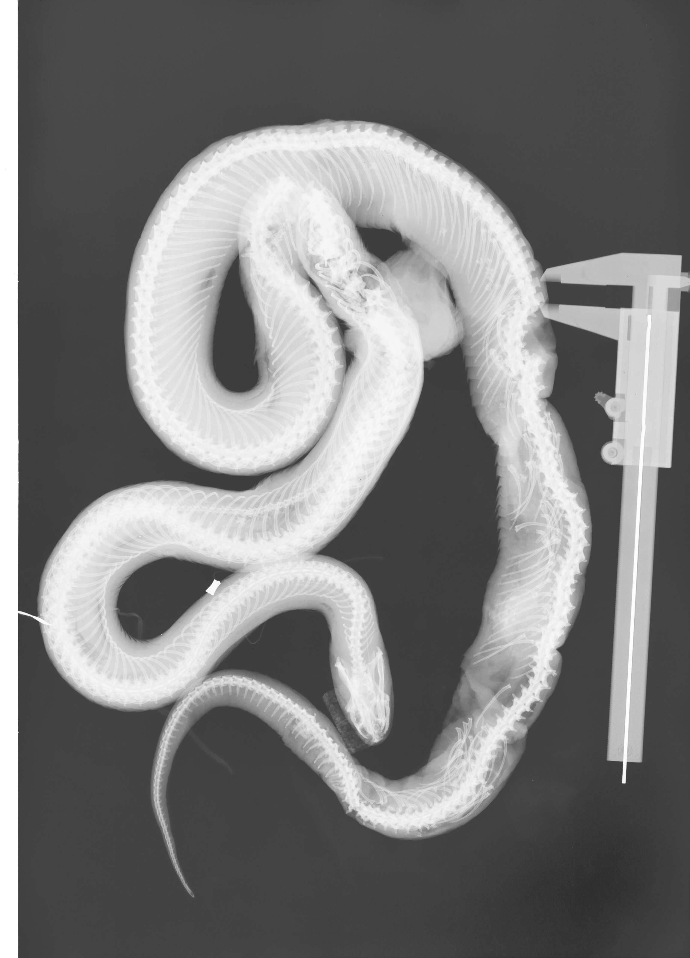 Image of Lampropeltis getula (Linnaeus 1766)