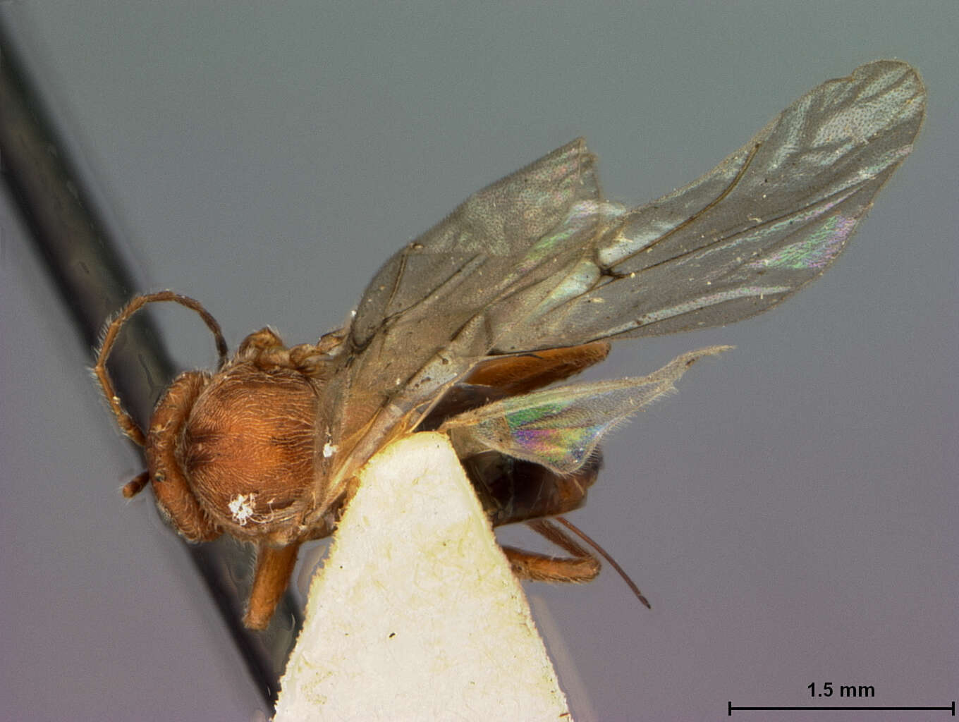 Image of <i>Disholcaspis mamillana</i>