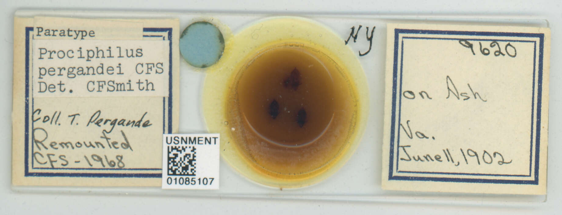 Image of Prociphilus (Prociphilus) pergandei Smith & C. F. 1974