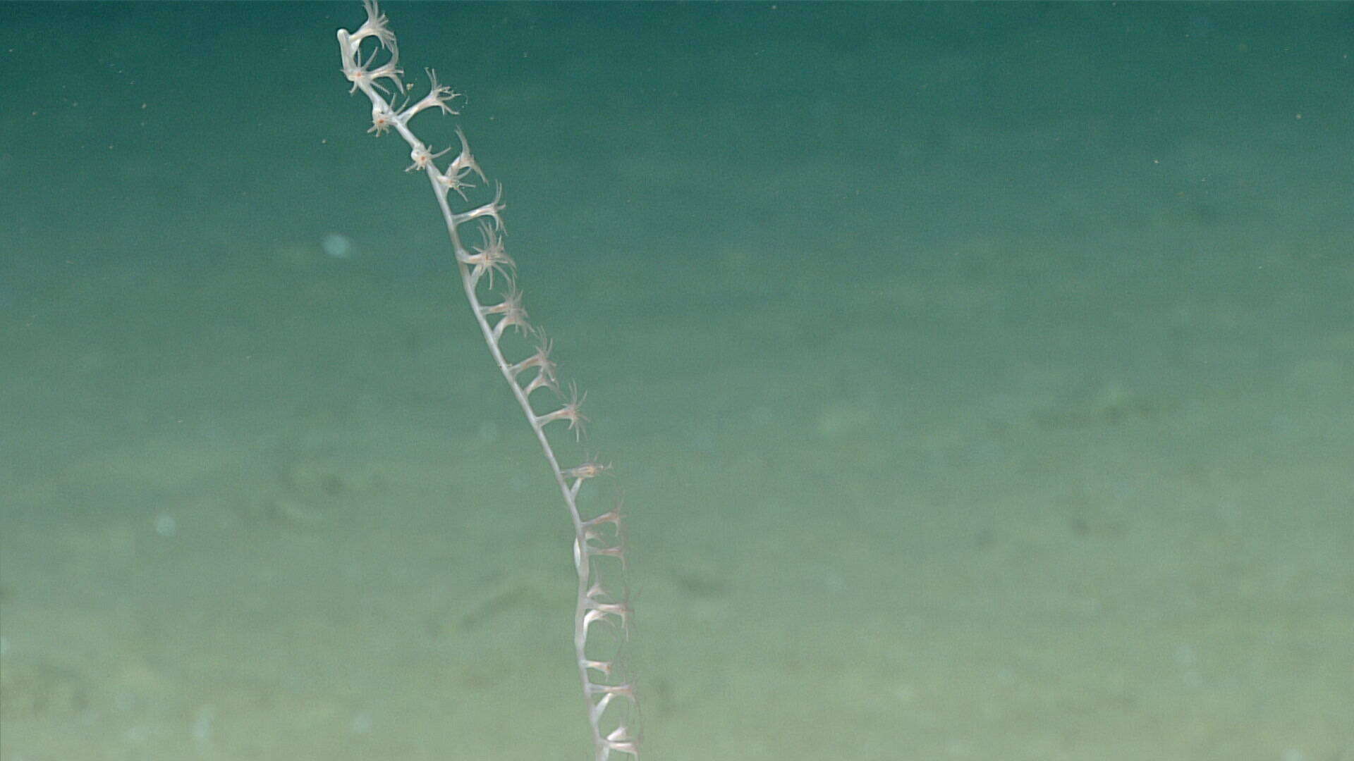 Image of compact bamboo coral