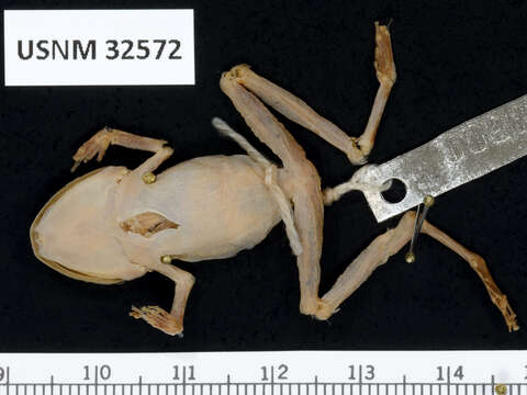 Image of Limon Robber Frog