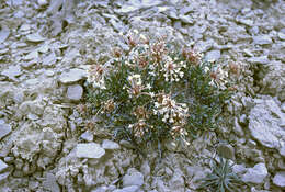 Image of Galisteo sand verbena