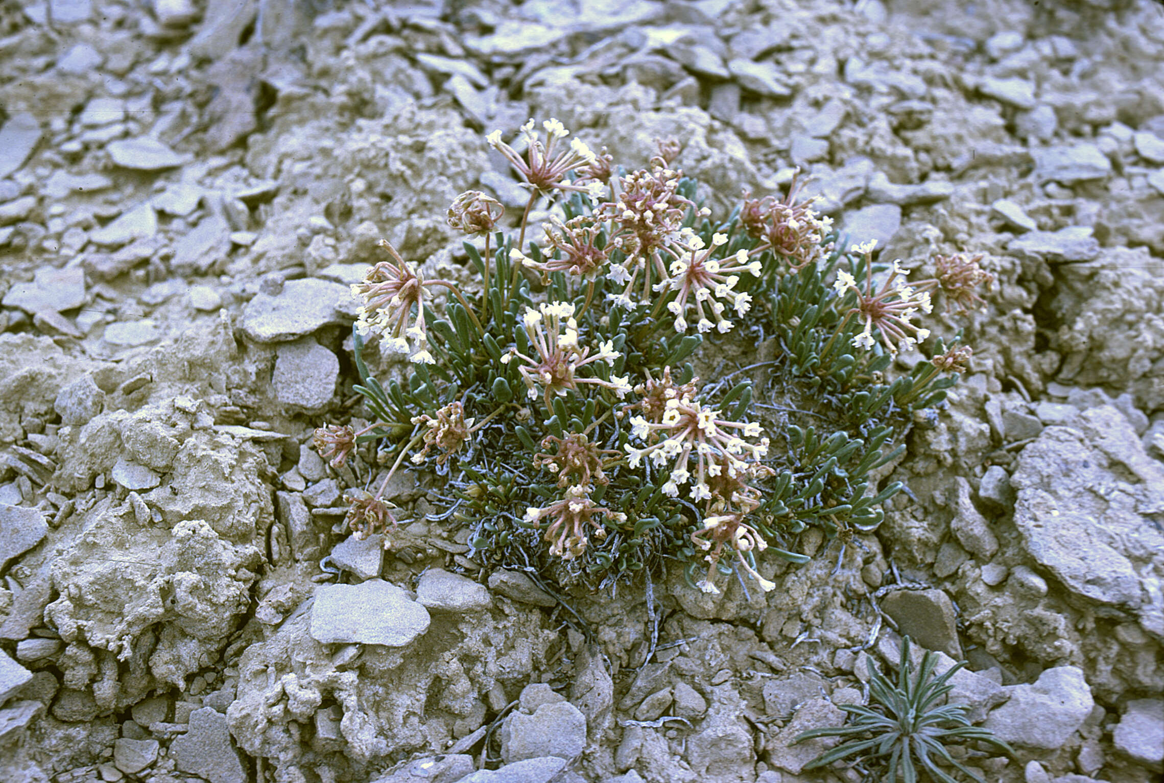 Image of Galisteo sand verbena