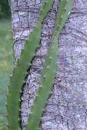 Image of nightblooming cactus