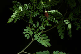 Image of Zapoteca formosa subsp. rosei (Wiggins) H. M. Hern.