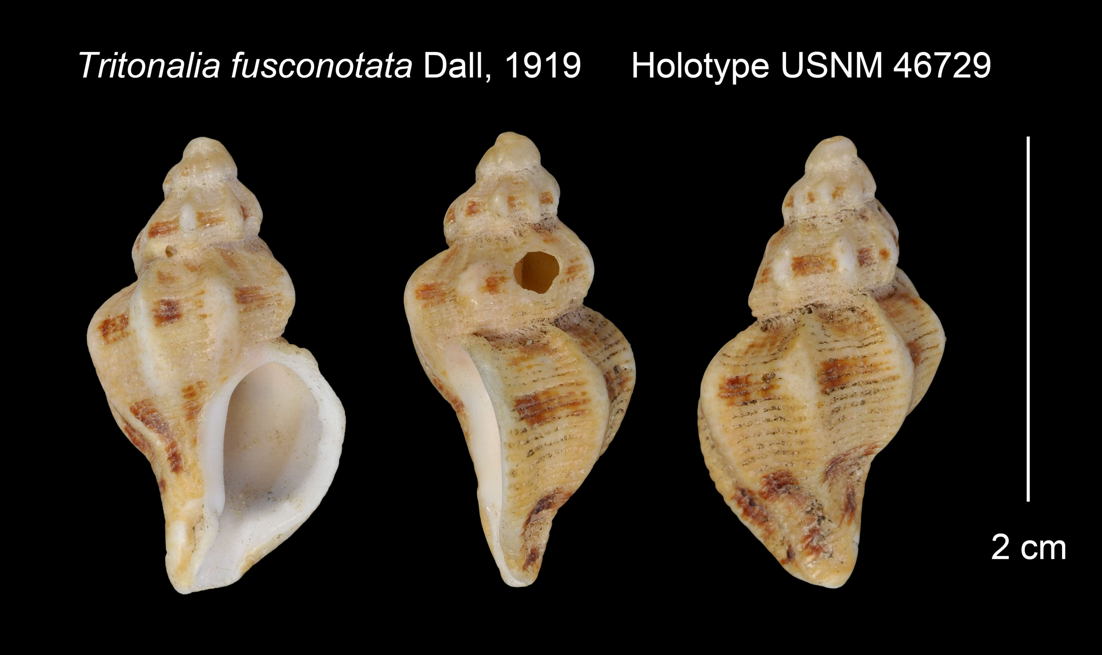 Image de Paciocinebrina foveolata (Hinds 1844)