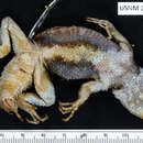 Sceloporus mucronatus mucronatus Cope 1885 resmi