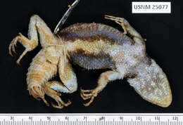 Image of Sceloporus mucronatus mucronatus Cope 1885