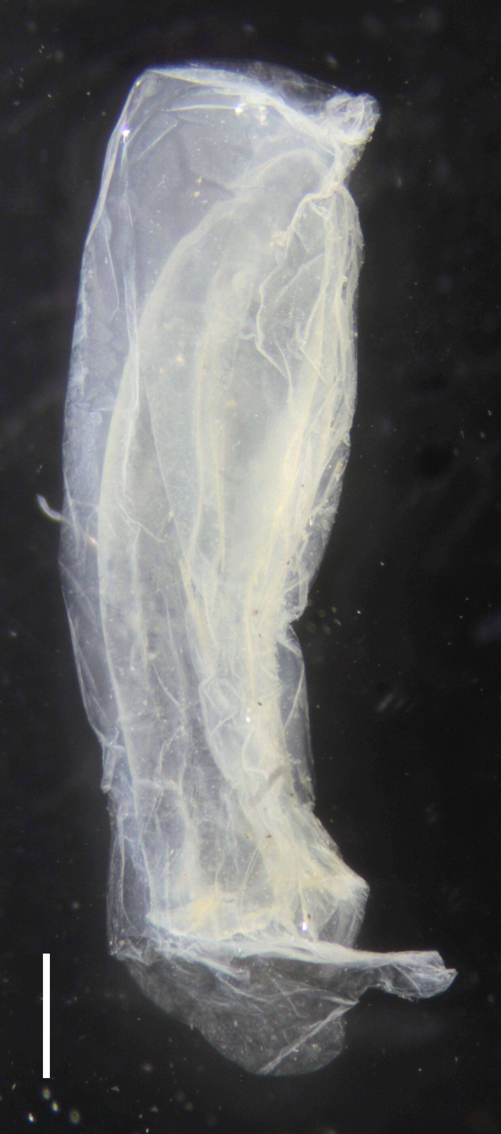Sivun Sulculeolaria monoica (Chun 1888) kuva