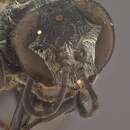 Image of Crabronid wasp