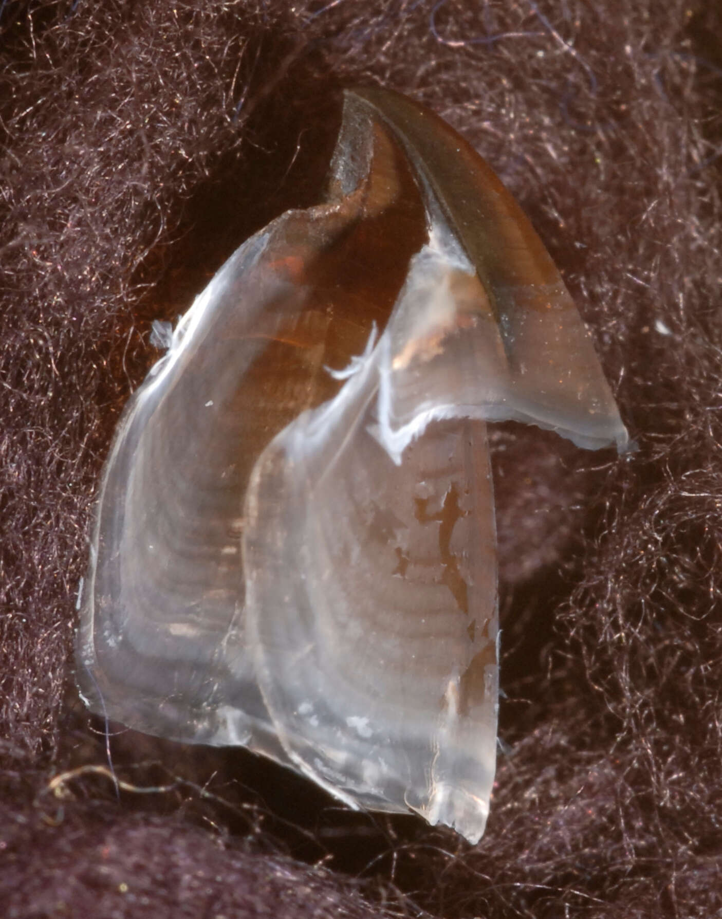 Image of Narrowteuthis nesisi Young & Vecchione 2005