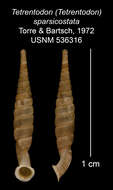 Image of Tetrentodon sparsicostatus C. de la Torre & Bartsch 1972