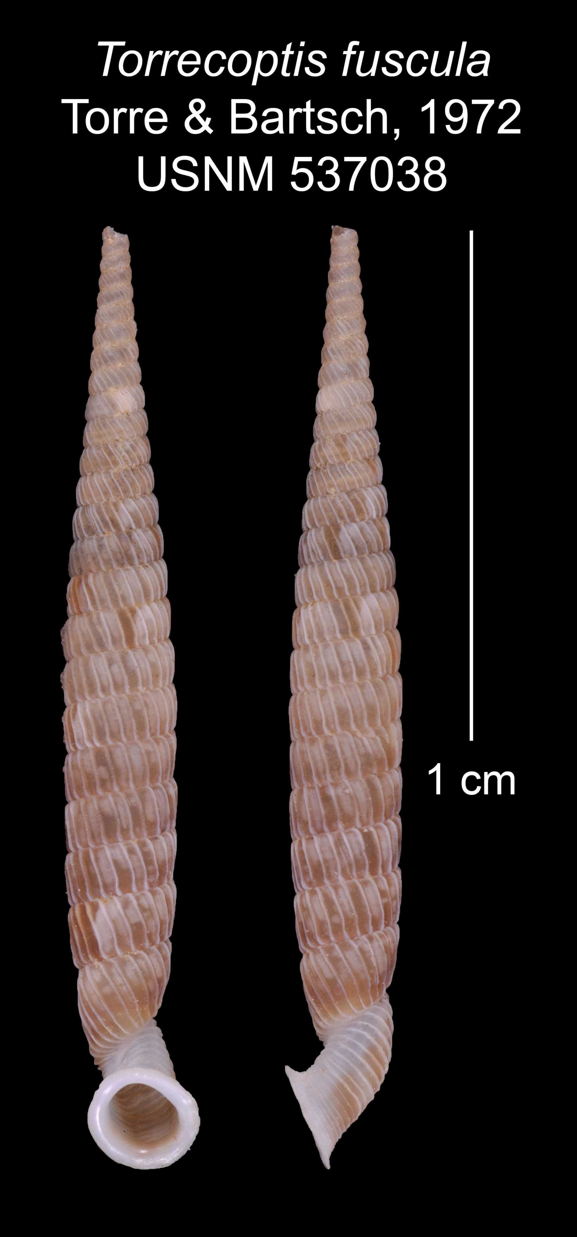 Imagem de Torrecoptis fuscula C. de la Torre & Bartsch 1972