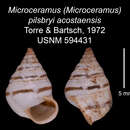 Imagem de Microceramus pilsbryi acostaensis C. Torre & Bartsch 2008